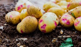 The vote on the future of AHDB Potatoes is now published